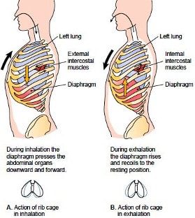 Heart, lungs, and diaphragm during: (a) inhalation; (b) exhalation.